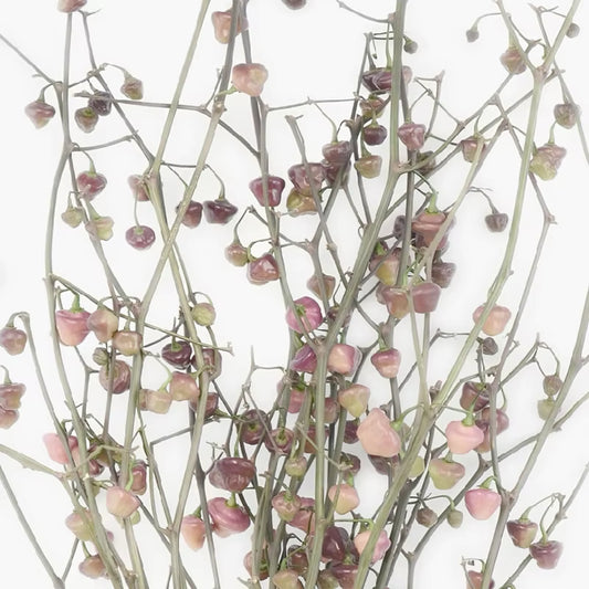 Láminas Botánicas Nórdicas – Posters de Flores Silvestres para Decoración de Pared