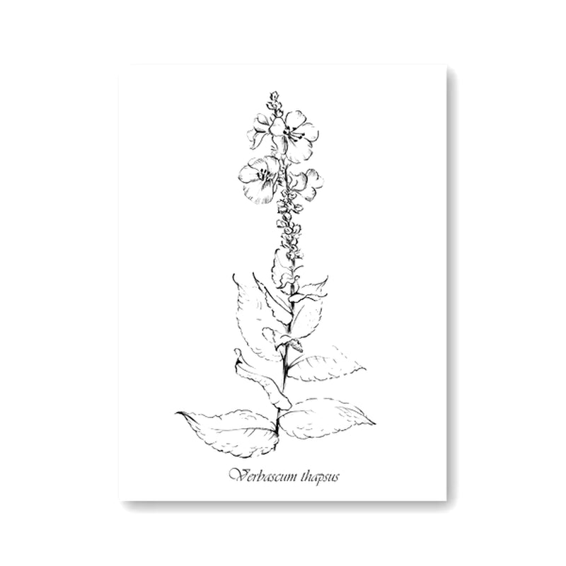 Láminas Botánicas Nórdicas – Posters de Flores Silvestres para Decoración de Pared