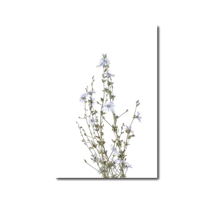 Láminas Botánicas Nórdicas – Posters de Flores Silvestres para Decoración de Pared