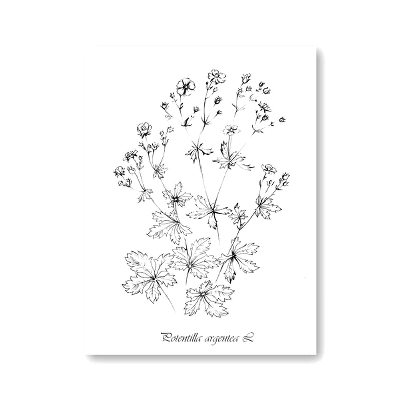 Láminas Botánicas Nórdicas – Posters de Flores Silvestres para Decoración de Pared