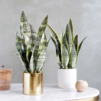 Planta Artificial de Hojas Largas 21-68 cm – Decoración Tropical