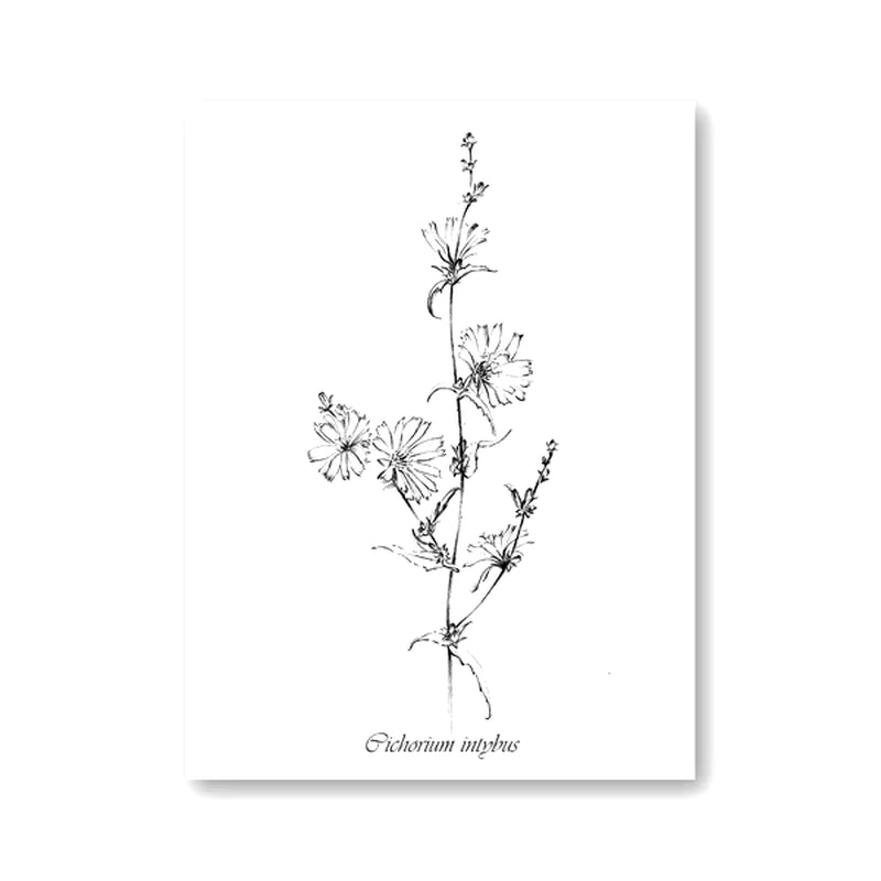 Láminas Botánicas Nórdicas – Posters de Flores Silvestres para Decoración de Pared